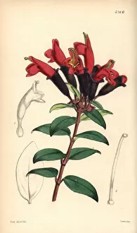 Aeschynanthus Gallery: Lipstick plant, Aeschynanthus lobbianus