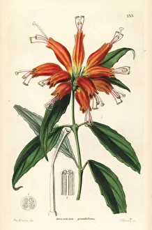 Aeschynanthus Gallery: Lipstick plant, Aeschynanthus parasiticus