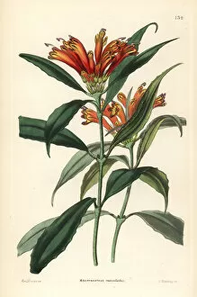 Aeschynanthus Gallery: Lipstick plant, Aeschynanthus parviflorus