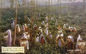 Pick Prints: Lipton Tea Plantation - Sri Lanka - Bunyan Estate - Pickers