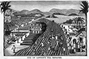Liptons Ceylon Estate