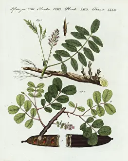 Encyclopedia Prints: Liquorice and carob tree