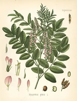 Pabst Prints: Liquorice or licorice, Glycyrrhiza glabra