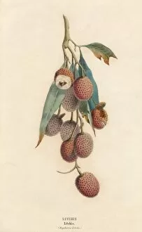 Depictions Collection: Litchis (Lychees)