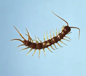 Centipede Prints: Lithobius sp. centipede