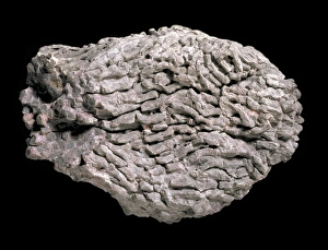 Polyp Gallery: Lithostrotion, coral
