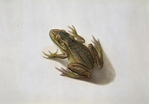 Anura Gallery: Litoria aurea, golden bell frog