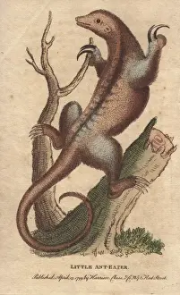 Little anteater or silky anteater, Cyclopes didactylus