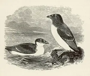 LITTLE AUK
