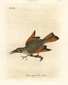 Latham Collection: Little bee-eater, Merops pusillus