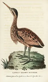 Naturalistspocketmagazine Prints: Little bittern, Ixobrychus minutus