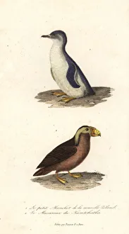 Penguin Gallery: Little blue penguin, Eudyptula minor