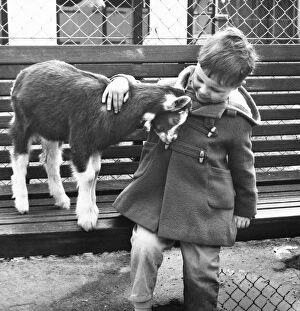 Goats Gallery: Little boy with baby goat at a childrens zoo, Battersea