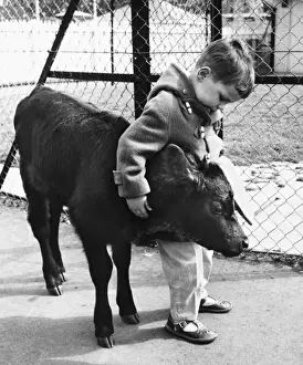 Cows Prints: Little boy with calf at a childrens zoo, Battersea