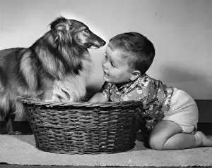 Collie Prints: Little boy with Collie dog and basket