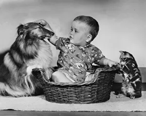 Little boy with Collie dog and tabby kitten