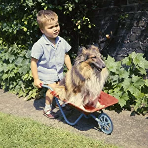 Flowerbed Collection: Little boy with Collie dog in wheelbarrow