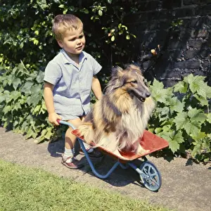 Little boy with Collie dog in wheelbarrow