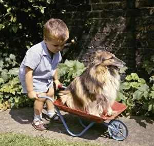 Little boy with Collie dog in wheelbarrow
