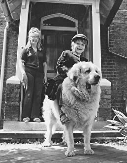 Sandals Collection: A little boy, Gary Mead, age 5, rides his Pyrenean Mountain Dog the half mile to school each