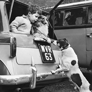 Paws Gallery: Little boy and pet dog in back of car, with dog visitor