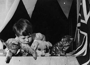 Little boy with teddy bear, puppy and tabby kitten Little boy with teddy bear, puppy and tabby kitten
