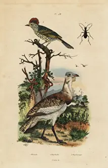Humilis Prints: Little brown bustard, Eupodotis humilis