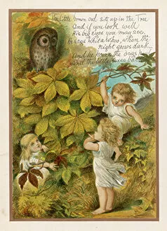 Little Brown Owl / Boyle