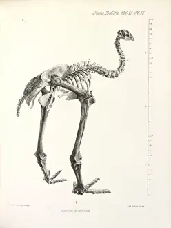 Little Bush Moa
