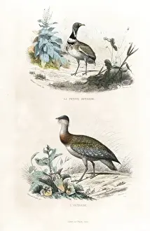 Little bustard and great bustard
