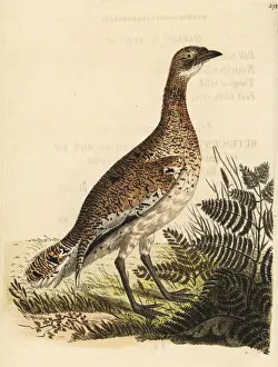 Little bustard, Tetrax tetrax