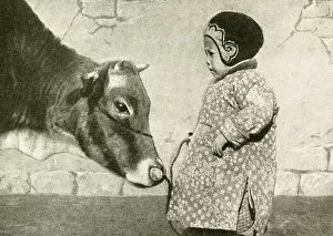 Cows Gallery: Little child with cow, Ningbo, China, East Asia