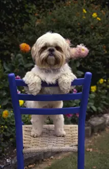 Lapdog Prints: Little dog on a chair in a garden