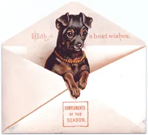 Little dog in an envelope on a Christmas card