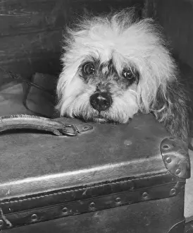Handle Prints: Little dog with suitcase