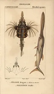 Hippolyte Prints: Little dragonfish, Eurypegasus draconis