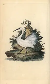Little egret, Egretta garzetta