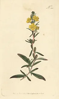 Stephen Couchman Prints: Little evening primrose, Oenothera perennis