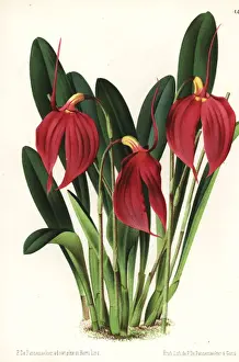 Little flag orchid, Masdevallia coccinea