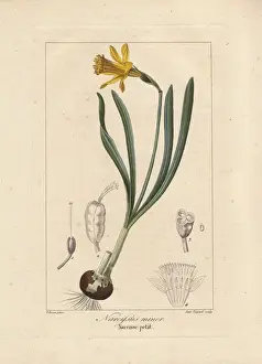 Botanicalillustration Prints: Little gem daffodil, Narcissus minor