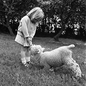 Images Dated 14th August 2015: Little girl feeding a lamb
