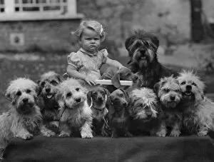 Images Dated 8th March 2017: Little girl surrounded by doggies