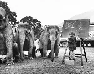 Maths Collection: Little girl teaching elephants in a field