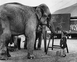 Little girl teaching maths to circus elephants