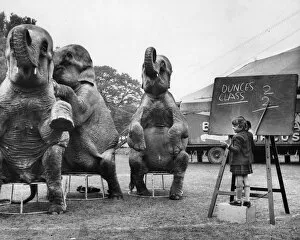 Little girl teaching maths to circus elephants