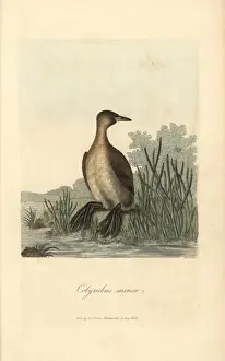 Ruficollis Prints: Little grebe, Colymbus minor, Podiceps minor