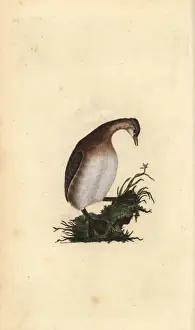 Little grebe, Tachybaptus ruficollis