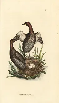 Ruficollis Prints: Little grebe, Tachybaptus ruficollis