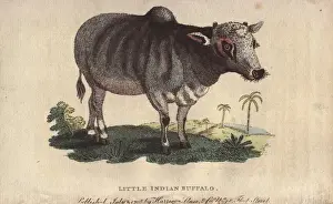 Indicus Prints: Little Indian buffalo, Bos indicus