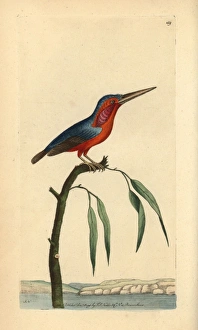 Alcedo Gallery: Little kingfisher, Alcedo pusilla